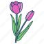 tulip 