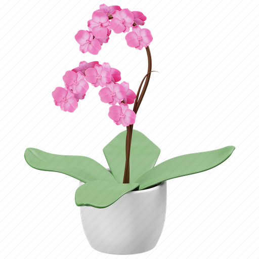 Orchid, flower, pot, flower bouquet, flowers, floral, decorate 3D illustration - Download on Iconfinder