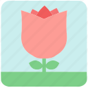 floral, flowers, garden flowers, pink flower, pink rose, plants, rose