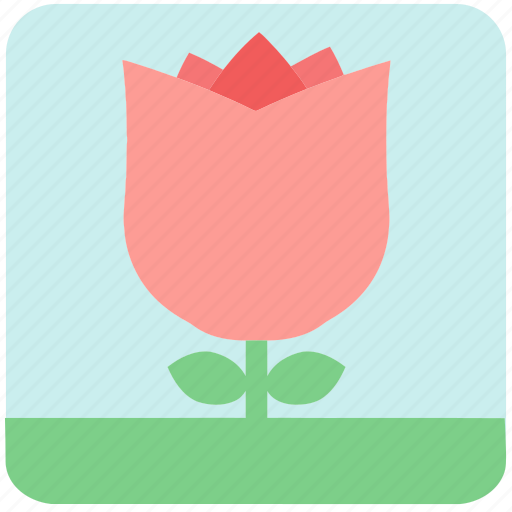 Floral, flowers, garden flowers, pink flower, pink rose, plants, rose icon - Download on Iconfinder