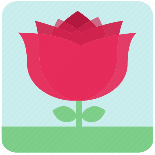 Floral, flowers, garden flowers, pink flower, pink rose, plants, rose icon - Download on Iconfinder