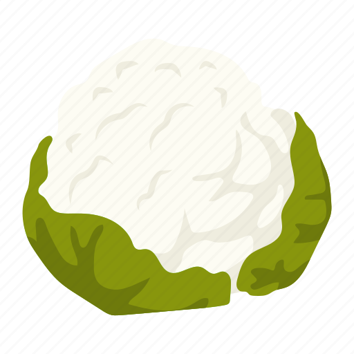 Cabbage, cauliflower, vegetable, food, edible icon - Download on Iconfinder