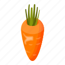 daucus carota, carrot, root vegetable, food, edible