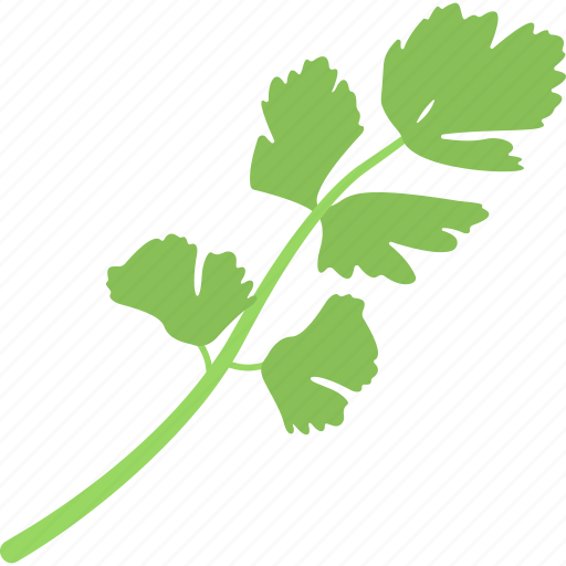 Chinese parsley, cooking ingredient, coriandrum sativum, fresh coriander, pak chee icon - Download on Iconfinder