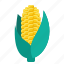 corn, food, vegetable 
