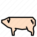 pig, pork