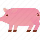 pig, animal, pork, farm, butcher