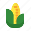 corn, popcorn, maize, sweet corn 