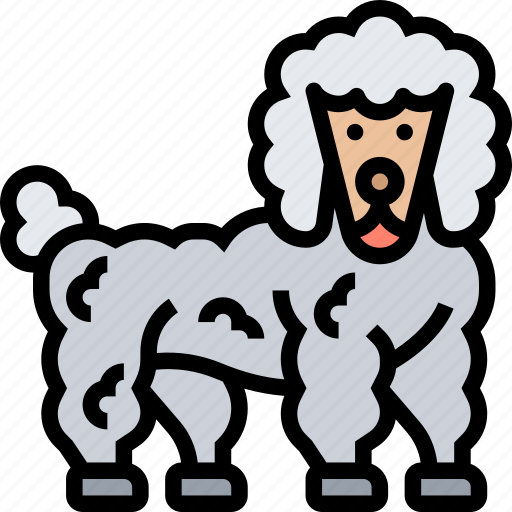 Dog, poodle, breed, pet, animal icon - Download on Iconfinder