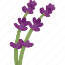 lavender, blossom, flower, fragrant, aromatic