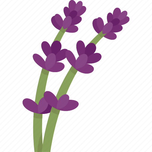 Lavender, blossom, flower, fragrant, aromatic icon - Download on Iconfinder
