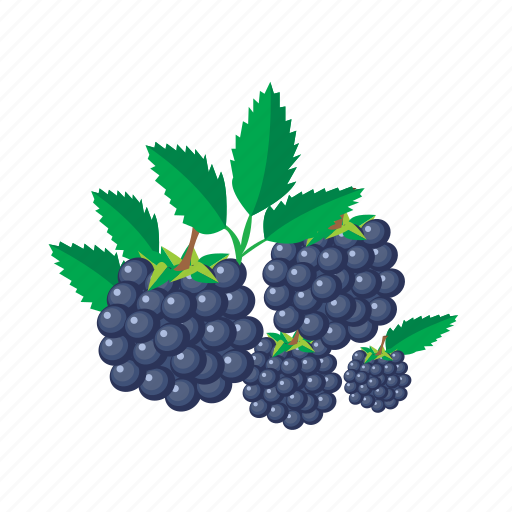Blackberry, food, fruit, healthy, meal icon - Download on Iconfinder