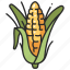 corn, grain, maize, food, vegetable, agriculture 