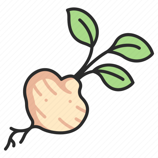 Jicama, yam, healthy, food, organic, vegetable, mexican icon - Download on Iconfinder