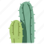 cacti, green, nature, cactus, plant 