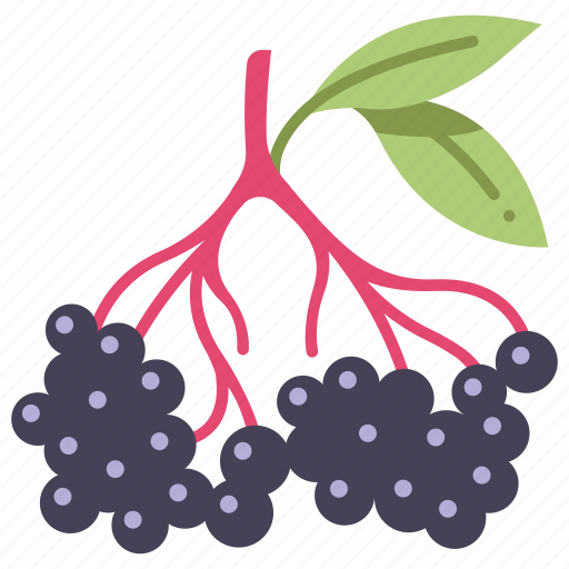 Natural, berry, healthy, elderberry, fruit, food, vegan icon - Download on Iconfinder
