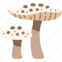 mushroom, parasol, food, nature, fungus