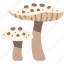 mushroom, parasol, food, nature, fungus 