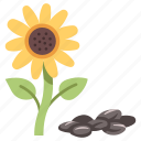 flower, sunflower, seeds, snack, food, organic 