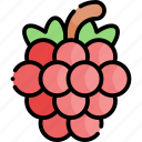raspberry, fruit, healthy food, food