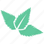 environment, leaf, mint, nature, tree leaf 