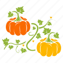 food, pumpkin, vegetable
