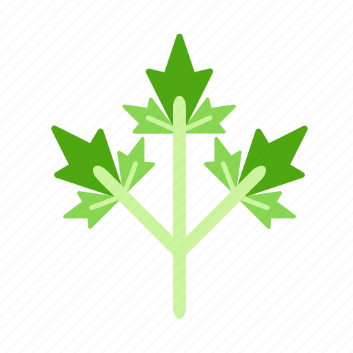 Parsley, herb, leaf, food, plant, vegetable icon - Download on Iconfinder