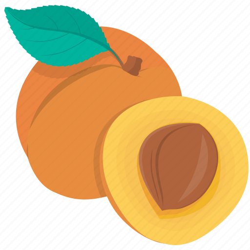 Apricot, food, fruit, plant, kitchen, meal, cooking icon - Download on Iconfinder