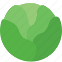 agriculture, cabbages, green, plant, vegetables