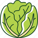 cabbage, vegetable, food, healthy, organic, plant, diet