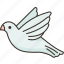 dove, bird, peace, hope, purity 