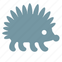 hedgehog, porcupine