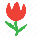 flower, tulip