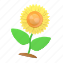 sun flower, blossom, spring, flower, floral, sun, plant 