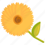 calendula, floral, flower 