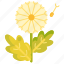 dandelion, floral, flower 