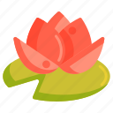 floral, flower, lotus, water lily, waterlily