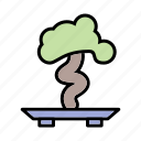 bonsai, plant, tree
