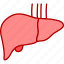 liver, organ, internal