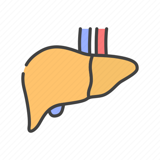 Anatomy, gastroenterology, human, liver, organ icon - Download on Iconfinder