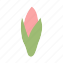 amaryllis, bud, flower, decoration, floral, nature