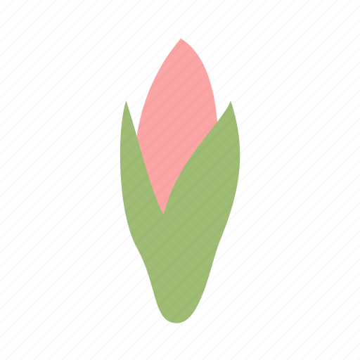 Amaryllis, bud, flower, decoration, floral, nature icon - Download on Iconfinder