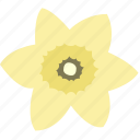 daffodil, flower, decoration, floral, nature