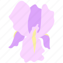 flower, iris, decoration, floral, nature