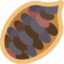 cocoa, beans, chocolate, fruit, plant
