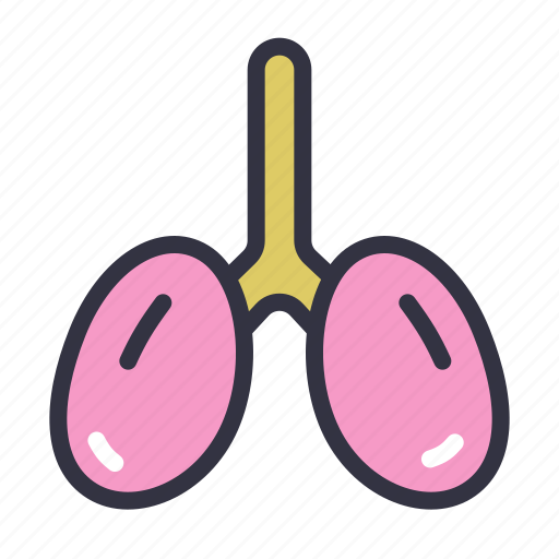 Lungs, organs, pulmonology, respiratory, anatomy, breathe, lung icon - Download on Iconfinder