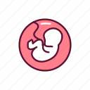pregnancy, stage, embryo, uterus