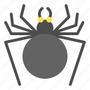 bug, halloween, horror, insect, scary, spider, spooky