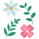 flower, plant, dried, petals, flora