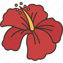 hibiscus, flower, bloom, plant, tropical